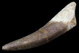 Fossil Plesiosaur (Zarafasaura) Tooth - Morocco #81917-1